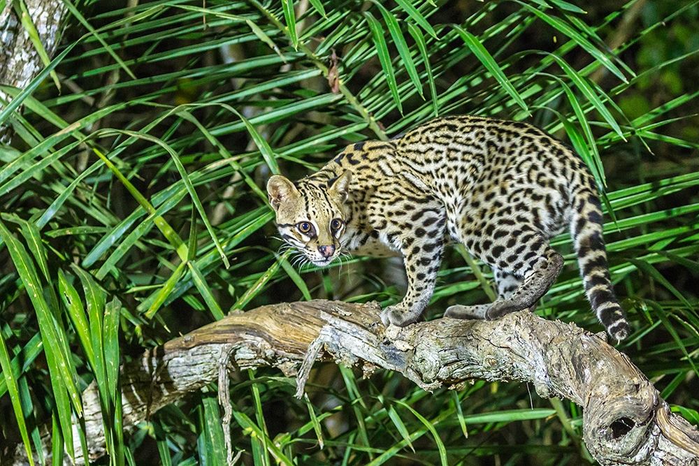 Brazil-Pantanal Ocelot on tree branch